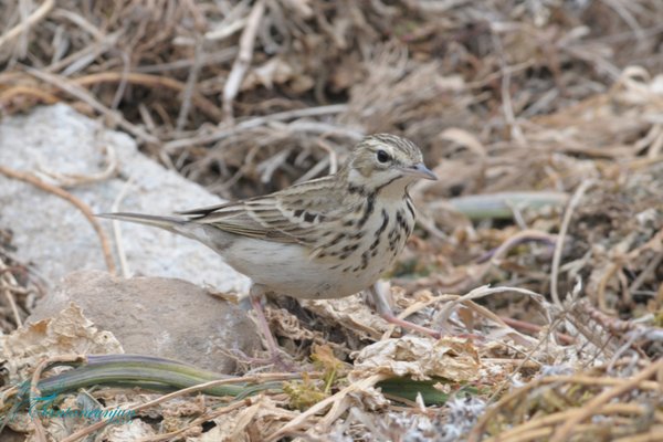 나무밭종다리(Anthus trivialis,Eurasian Tree Pipit)